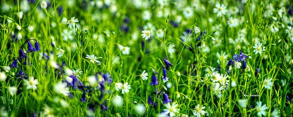 Bluebells and Stitchwort