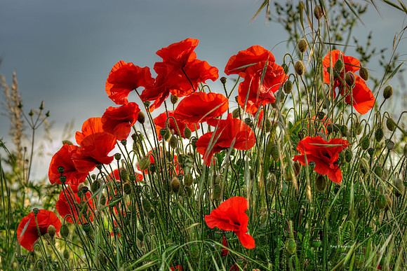 Backlit Poppies, Cornforth