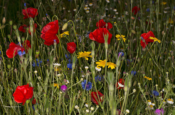 Roadside Flowers, Bishop Auckland