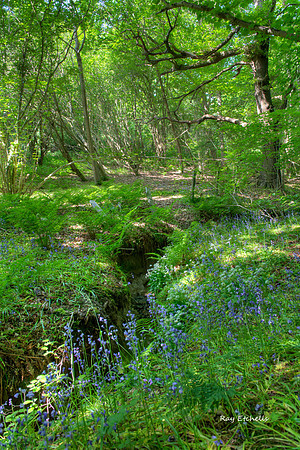 Bluebells in Blaids Wood, Durham.
