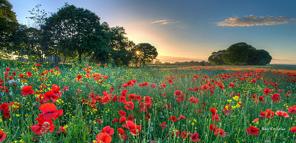 Durham Poppies 2013