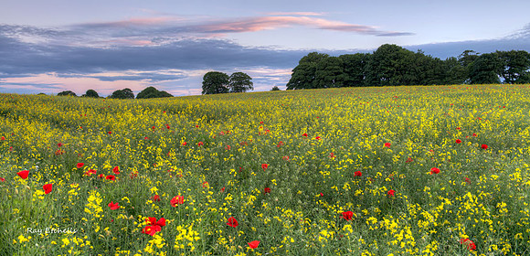 Poppies and Rapeseed