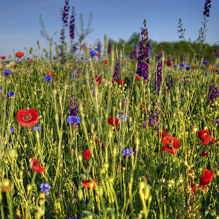Roadside Flowers
