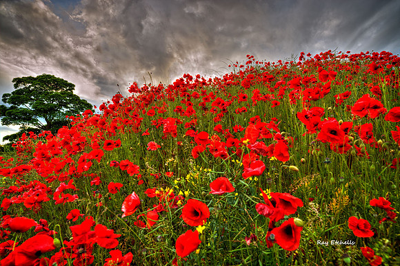 A1 Poppies