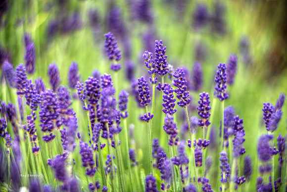 Lavender, UK
