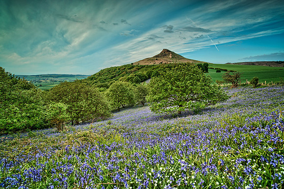 Roseberry Topping - Bluebells
