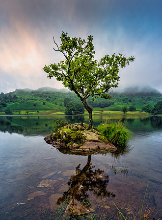 Island Tree, Rydal Water, Lake District. 12/08/2021