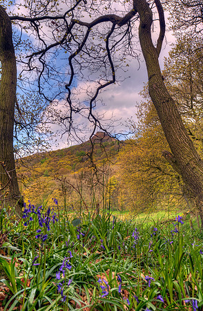 Roseberry Topping Bluebells