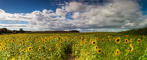 Hart Village Sunflowers.