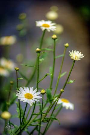 Daisies, UK
