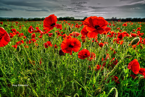 Backlit Poppies